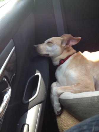 Dali sleeping in car